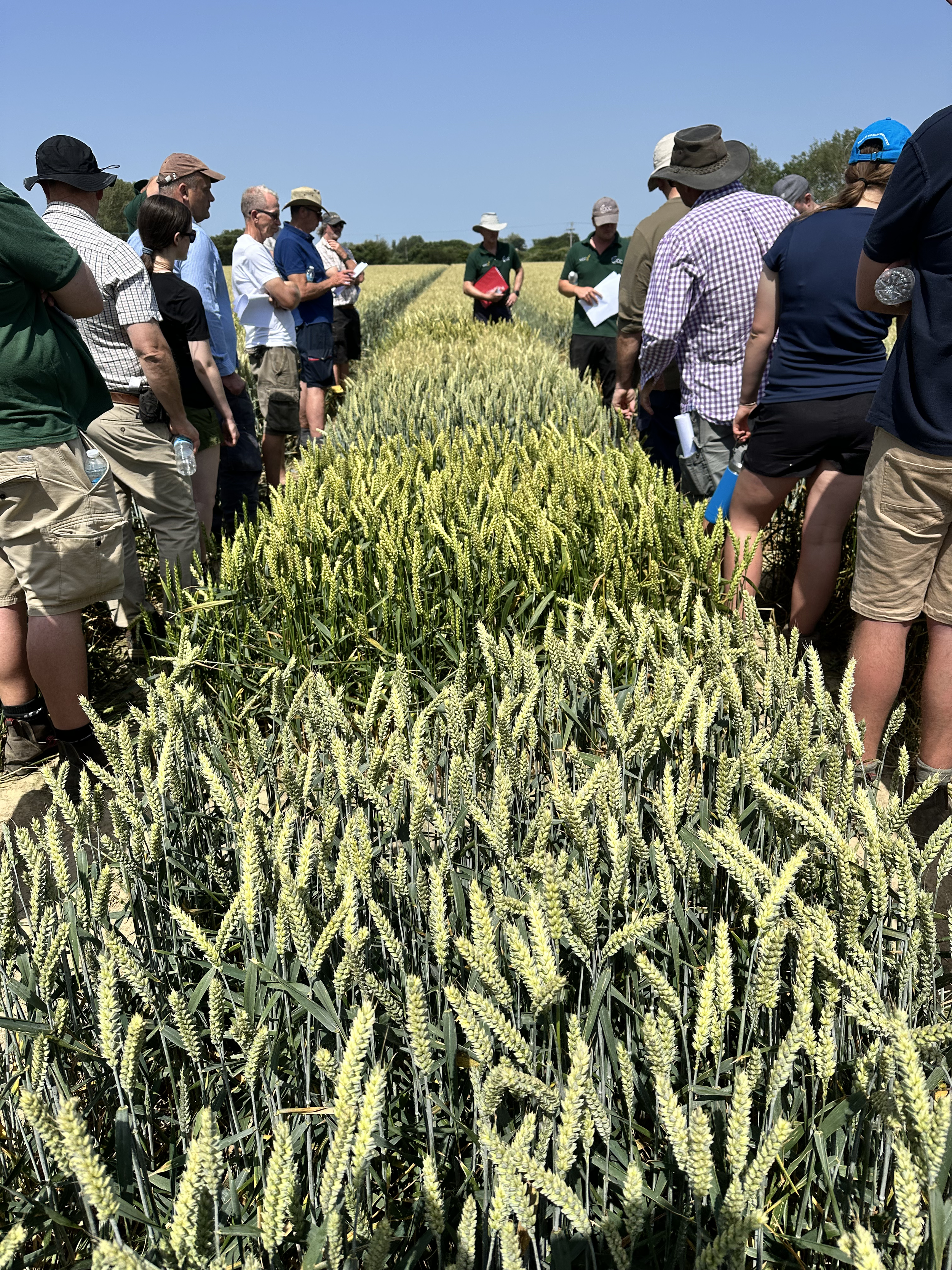 Farmers inspecting crop trials at Hale Farm in West Wittering